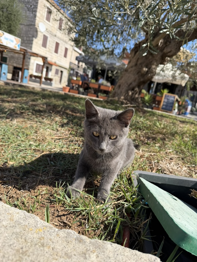 Sardinia cat